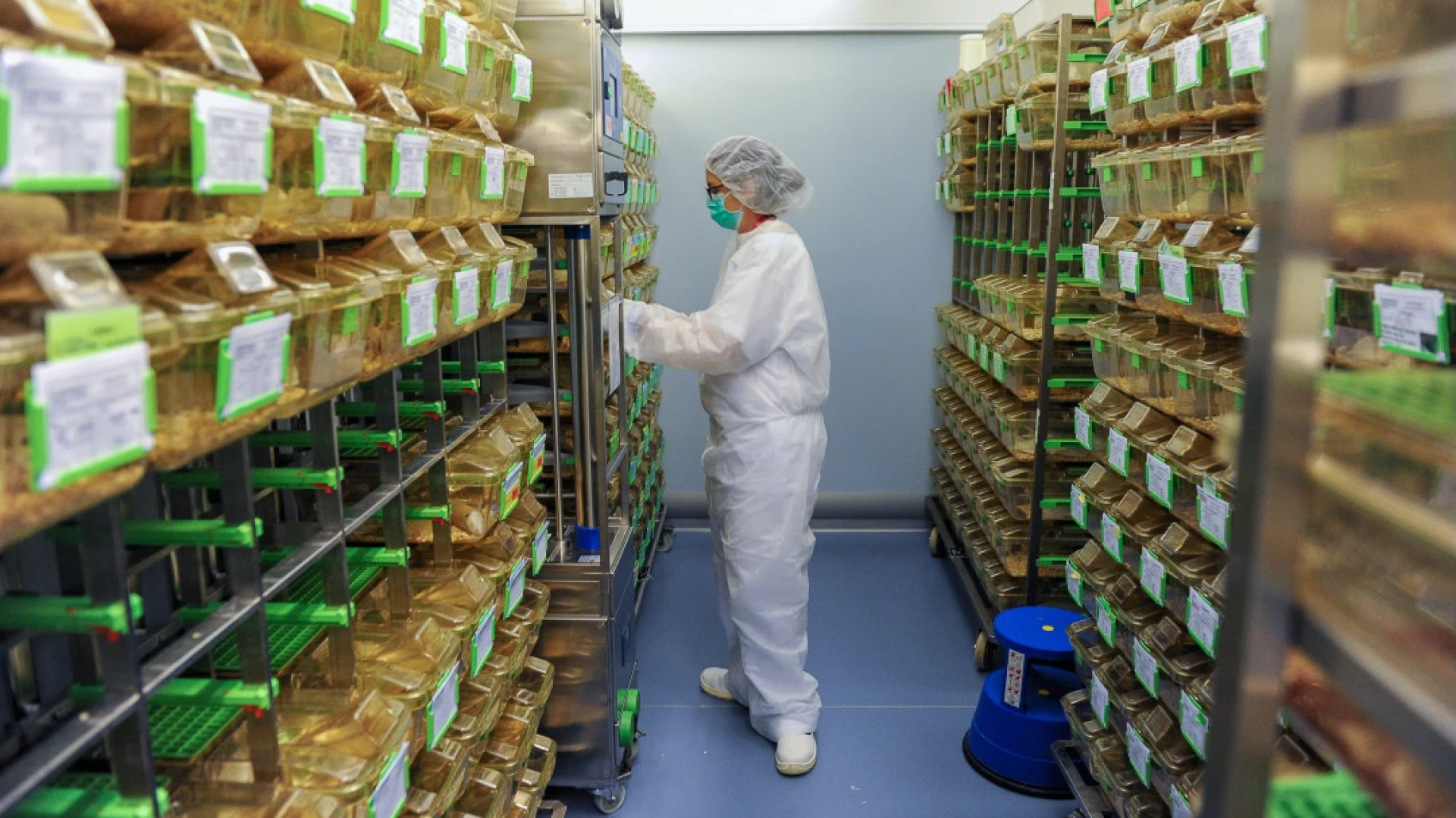 Une personne portant des vêtements de protection complets et un filet à cheveux se tient dans une salle de laboratoire bordée d'étagères contenant des rangées de cages transparentes, chacune étiquetée, contenant probablement des animaux de laboratoire destinés à la recherche.