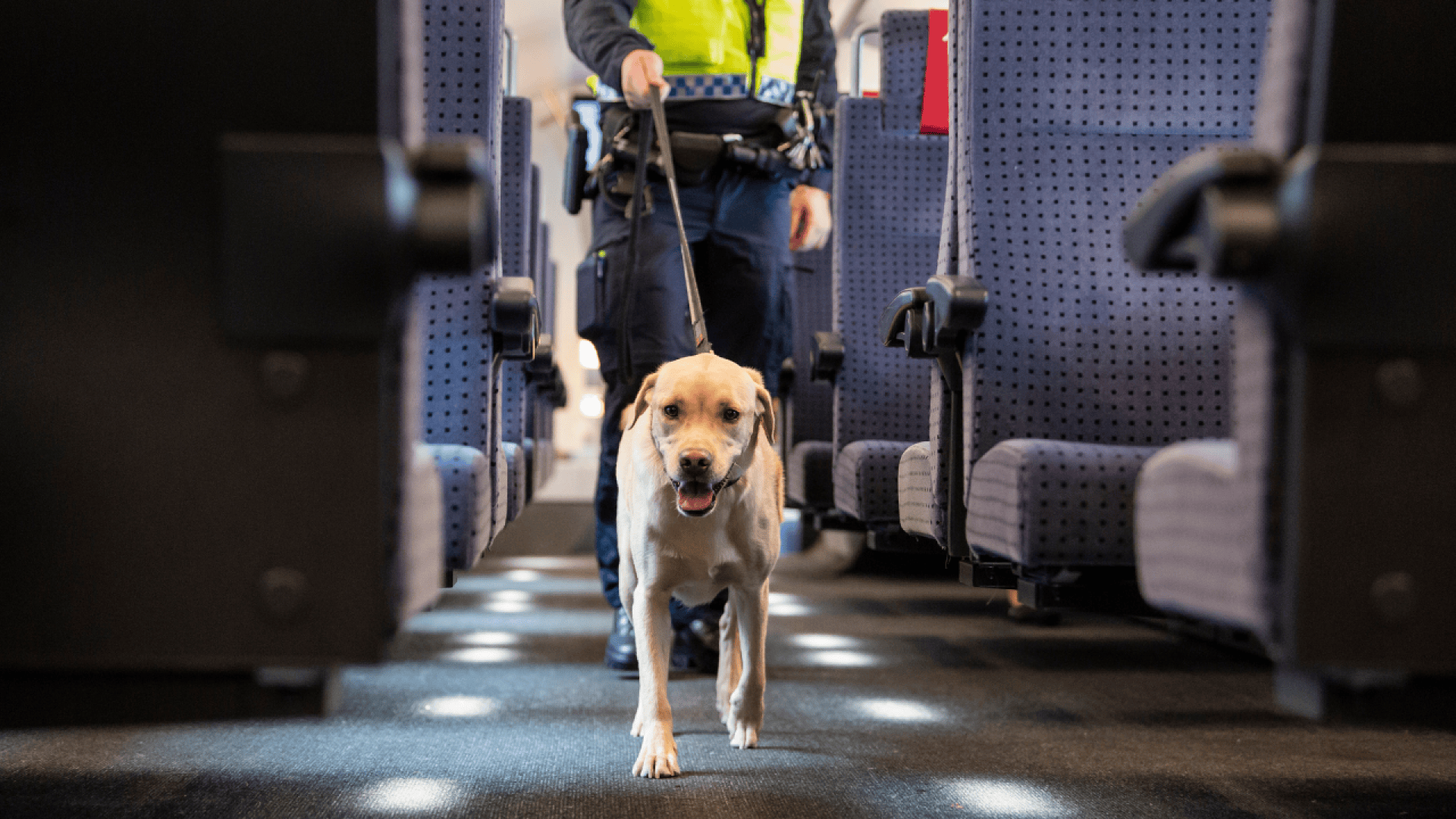 Un officier de police marche dans l'allée d'un train en tenant une laisse, guidant un chien renifleur Labrador jaune focalisé entre les rangées de sièges vides.