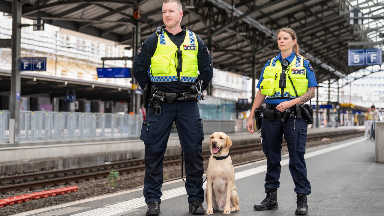 Brigade canine